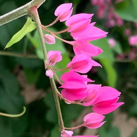 liane corail en fleur
